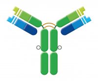What is an Antibody?