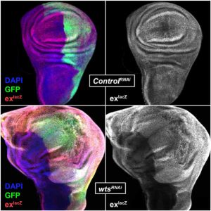 Hippo signaling Drosophila wing imaginal disc