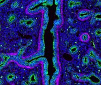 Subcellular imaging with JIR AffiniPure-VHH™ Secondary Antibodies