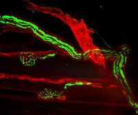 Far-Red and Near Infrared Dyes
