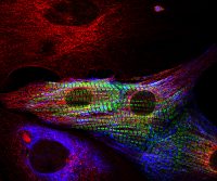 Distinguish cell types from primary cultures