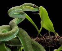 Harnessing Camelid Antibodies as Next-Generation Treatments for Snakebites