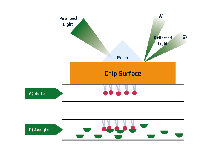 Optimizing Drug Discovery: Surface Plasmon Resonance Techniques