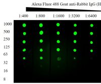 Dot Blot: A Quick and Easy Method for Separation-Free Protein Detection