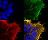 Optimize Nanobody Development