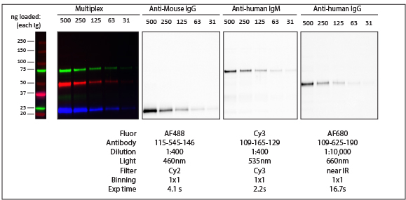 Fluorescent Western blot