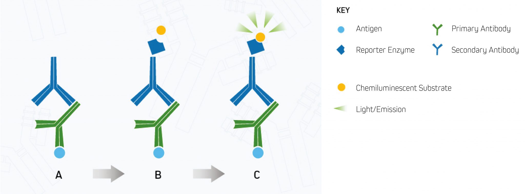Western blotting guide Part 8, Visualization