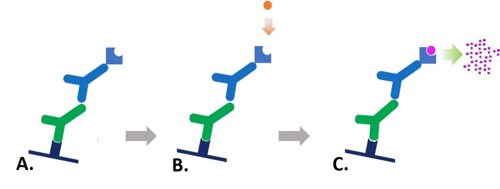 Colorimetric conjugates