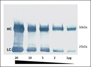 Colorimetric Western blot