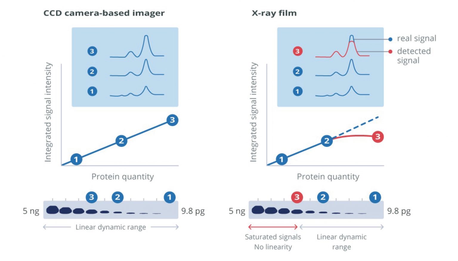 Western blotting guide Part 8, Visualization