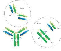 Immunoglobulin structure and function