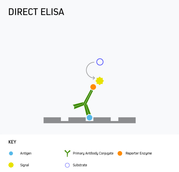 Direct ELISA