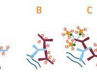 An Introduction to Secondary Antibodies