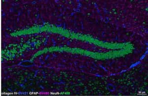 Brilliant Violet immunofluoro