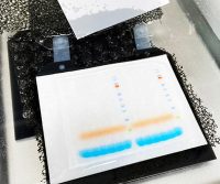 Western blotting guide: Part 3, Electroblotting – Protein Transfer