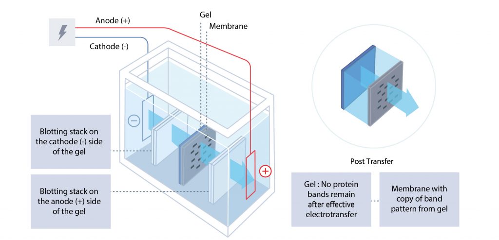 Protein electroblotting