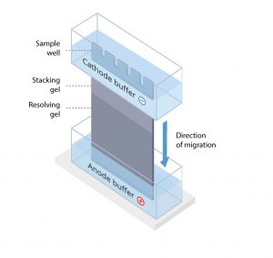 electrophoresis apparatus