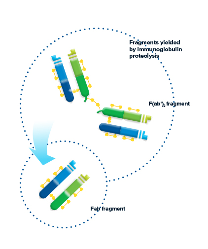 Proteolysis of immunoglobulins yeild useful fragments.