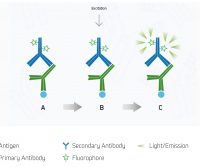 Secondary detection: Indirect detection set-up