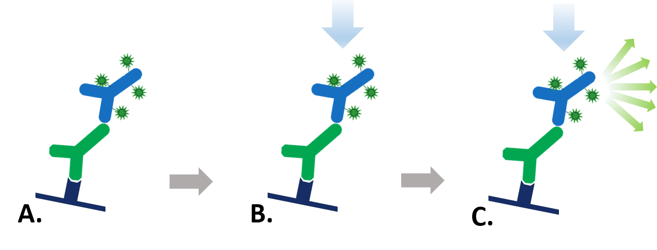 Fluorescent Western blotting