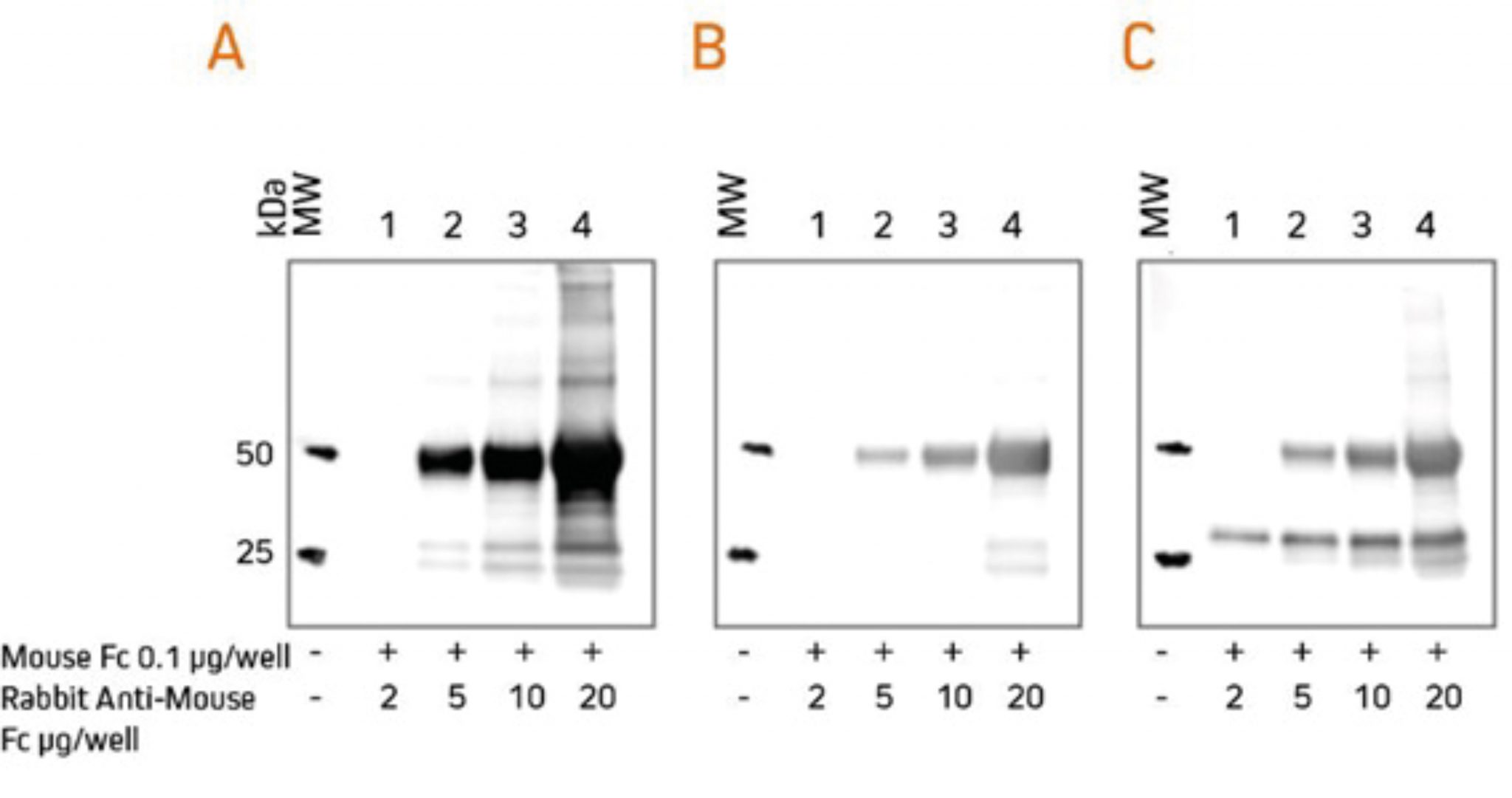 Western blotting guide Part 6, Secondary Antibodies