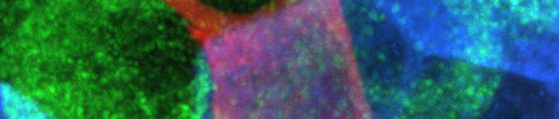 Fluorescent molecules