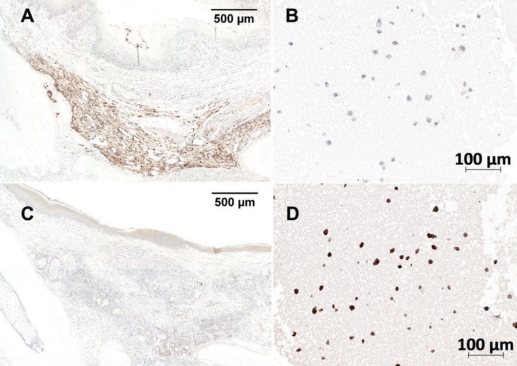 Colorimetric Immunostaining