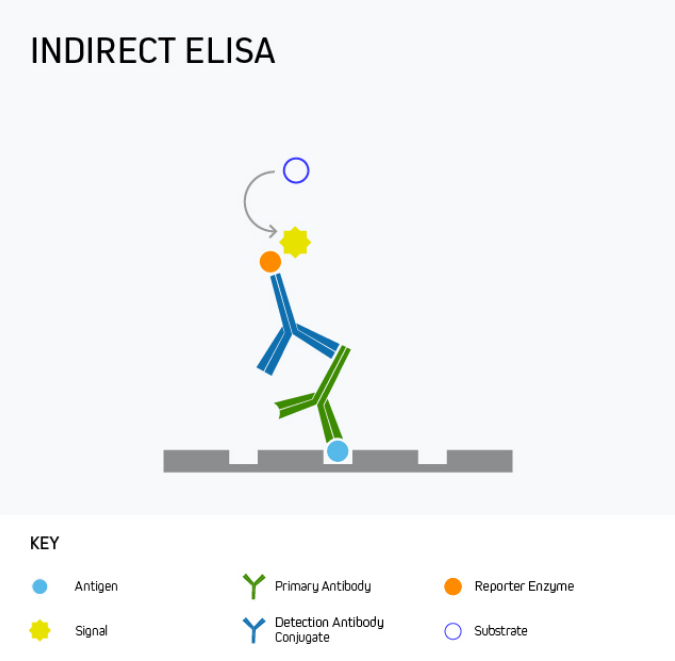 Indirect ELISA