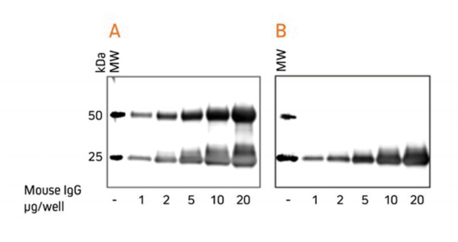 Western blotting guide Part 6, Secondary Antibodies