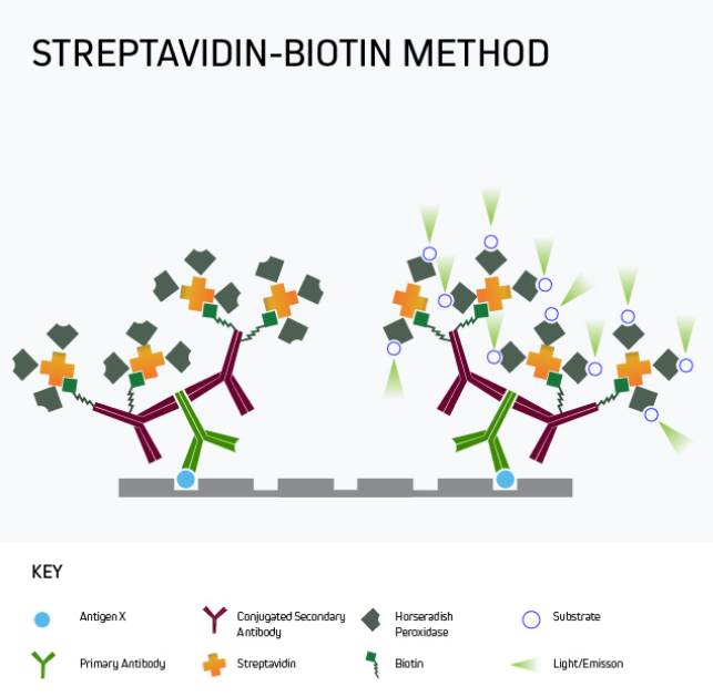 Streptavidin-Biotin Method