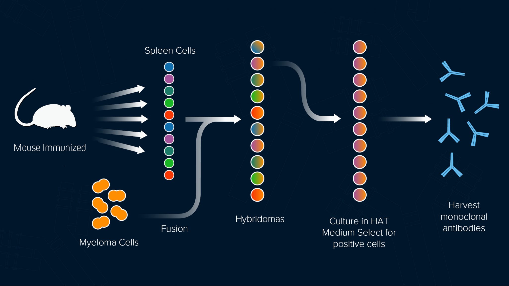 Antibodies From Immune Weapons to Essential Tools for Research