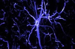 Astrocyte from a rabbit optic nerve