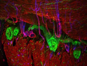 Myenteric Ganglia