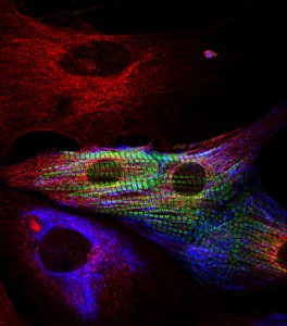 Primary cardiac cell culture