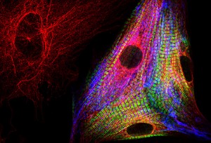 Primary cardiac cell culture