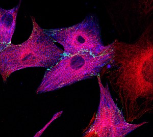 Primary cardiac cell culture