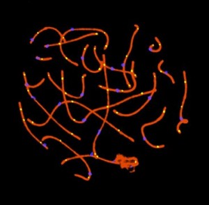 Spermatocyte 