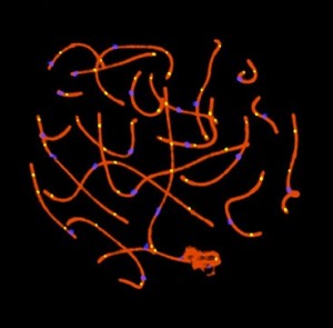 Spermatocyte 