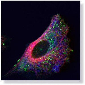 Dividing cells. 