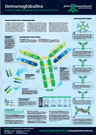 Immunoglobulins Structure Poster