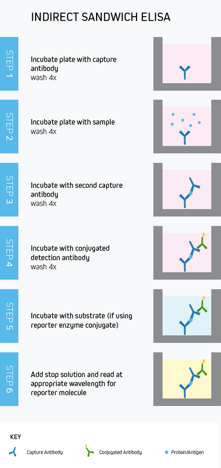 A typical workflow for a sandwich ELISA with direct colorimetric detection.