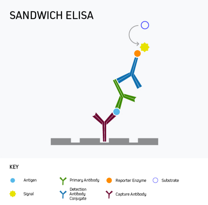 Sandwich ELISA