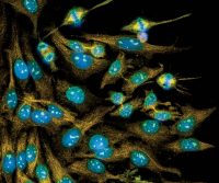 Imaging with Jackson ImmunoResearch Secondary Antibodies