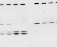 Western blotting guide: Part 5, Primary Antibodies 