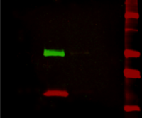 Fluorescent Western blotting